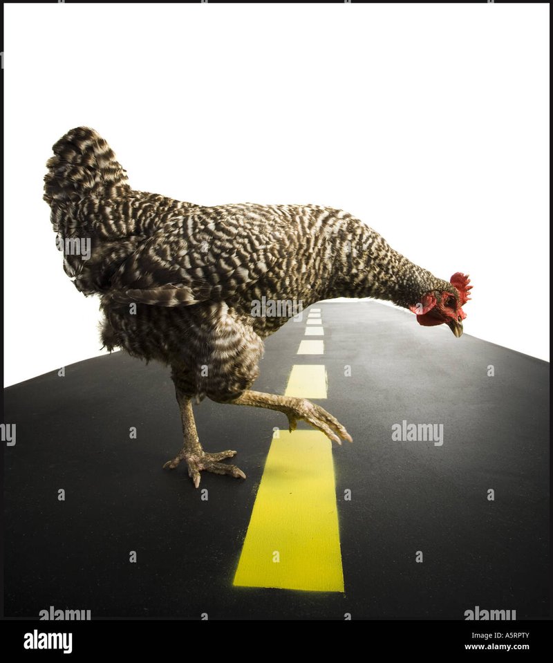 Discover chicken road game