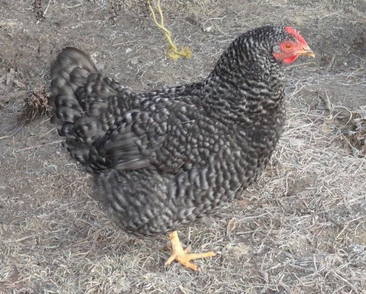 Image: Welkom bij Chicken Road, het populaire gokspel van het Nederlandse casino